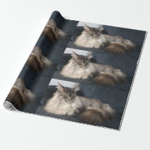 Chat de ragondin du Maine