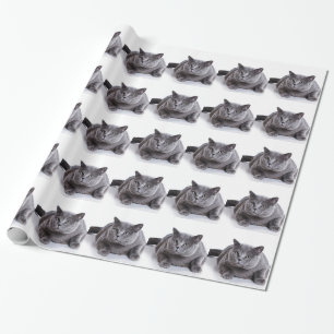 Papier Cadeau Chat gris