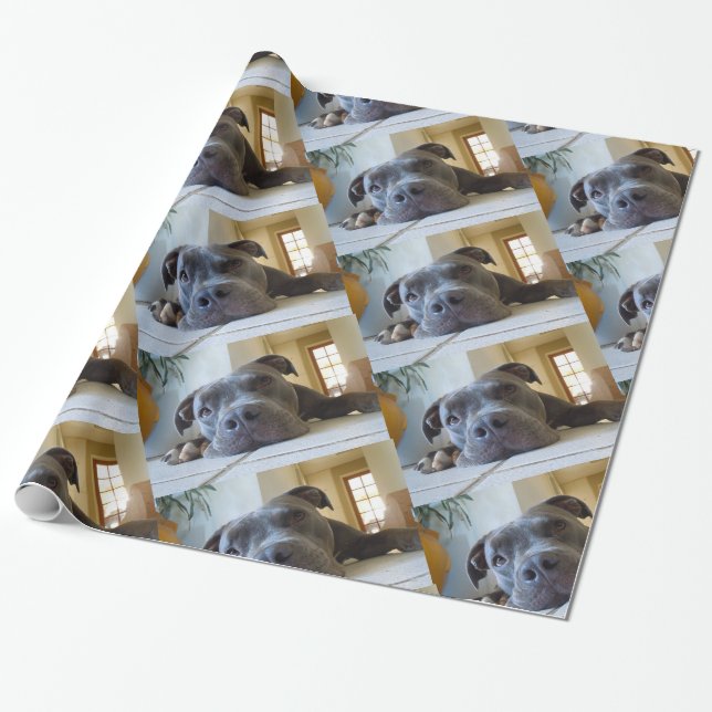 Papier Cadeau Chien Brown Editable de Pitbull (Déroulé)
