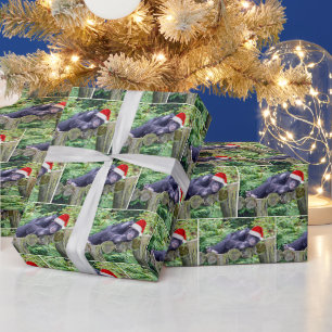 Papier Cadeau Chimpanzé de Noël avec chapeau de Père Noël
