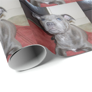 Papier Cadeau Chiot bleu Sooky Staffordshire Bull Terrier