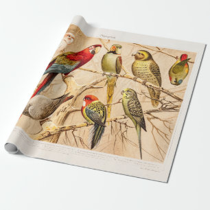Papier Cadeau Cockatiel vintage de perruche de Conure de