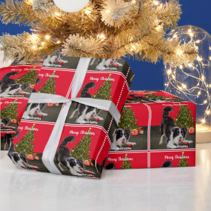 Papier Cadeau Collie frontalier et sapin de Noël 