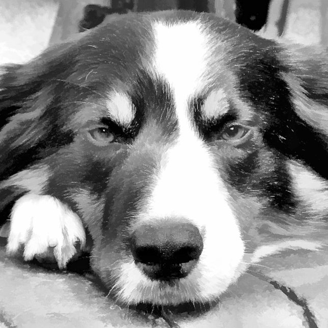 PAPIER CADEAU COLLIE FRONTALIÈRE (Créateur téléchargé)