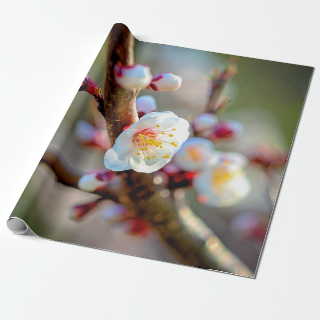 Papier Cadeau Composition Florale Des Fleurs Japonaises D'Aprico (Déroulé)