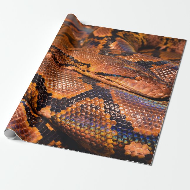 Papier Cadeau Constricteur de boa (Déroulé)