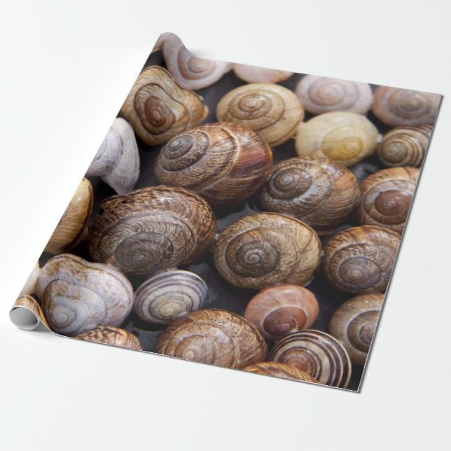 Papier Cadeau Coquillages d'escargot (Déroulé)
