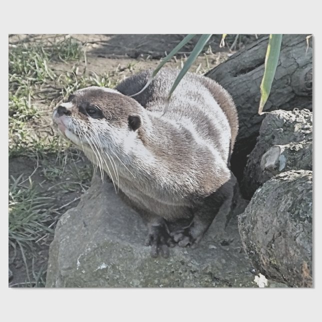 PAPIER CADEAU COUPER OTTER (Plat)