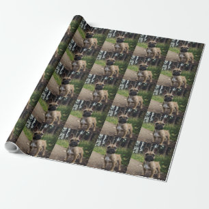 Papier Cadeau Coussin de lancer Bouledogue Français
