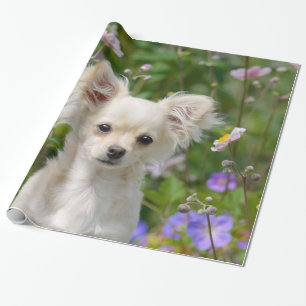 Papier Cadeau Crème lounghair mignonne Chihuahua Chien Chiot Ch