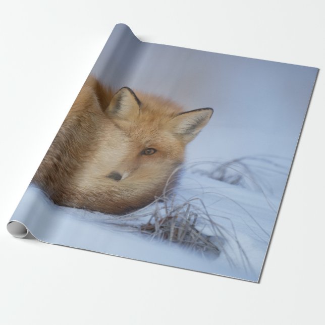 Papier Cadeau Cute Little Fox Curling Up Winter Photo (Déroulé)