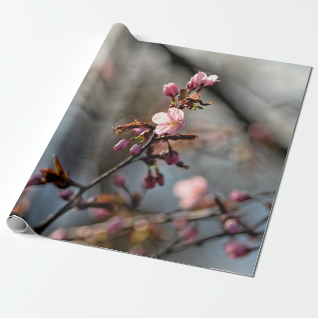 Papier Cadeau Des Fleurs Sakura illuminées contre le ciel nuageu (Déroulé)