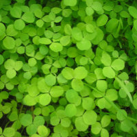 "Des Shamrocks chanceux !"