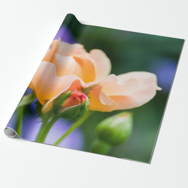 Papier Cadeau désir déployé (Déroulé)