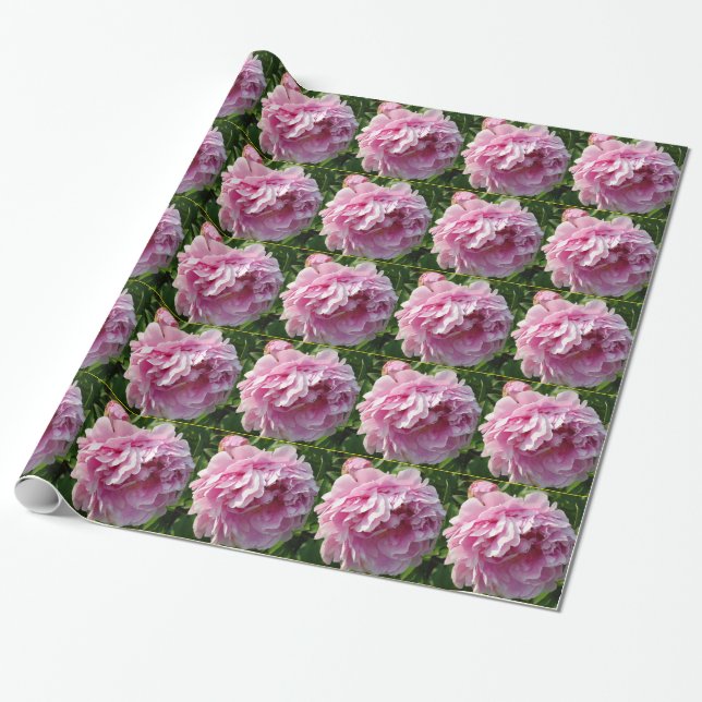 Papier Cadeau Elégant romantique fleurs rose rose fleurs Peonies (Déroulé)