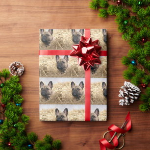 Papier cadeau en bulldog