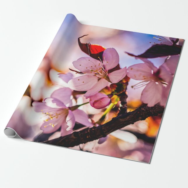 Papier Cadeau Étonnante floraison de Sakura (Déroulé)