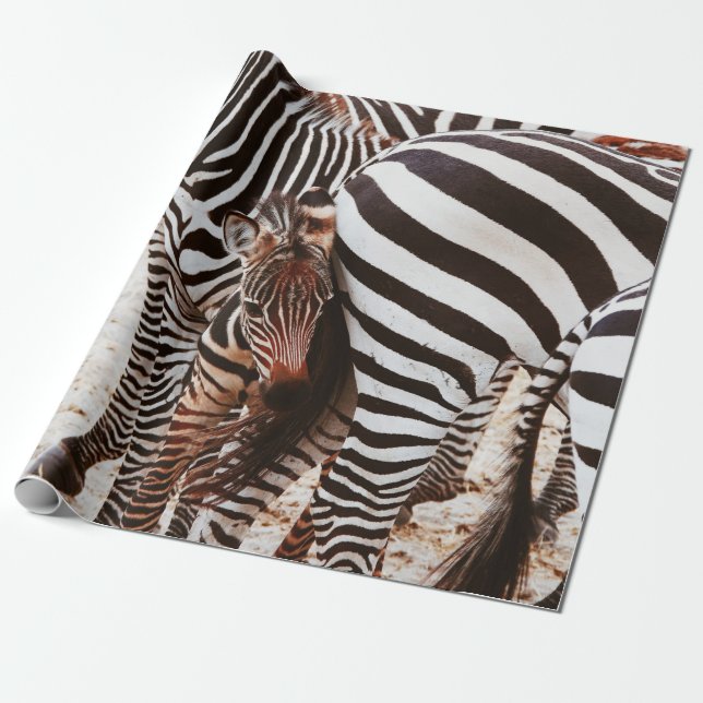 PAPIER CADEAU FAMILLE ZEBRA (Déroulé)