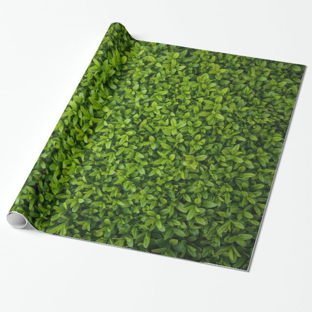 Papier Cadeau Fermez-vous de la haie vert clair (Déroulé)