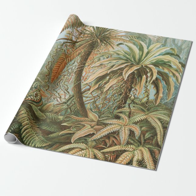 Papier Cadeau Ferns, Filicinae Laubfarne par Ernst Haeckel (Déroulé)
