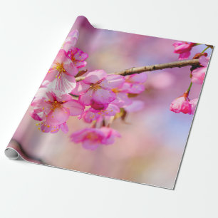 Papier Cadeau Festival Du Printemps De Sakura Rose