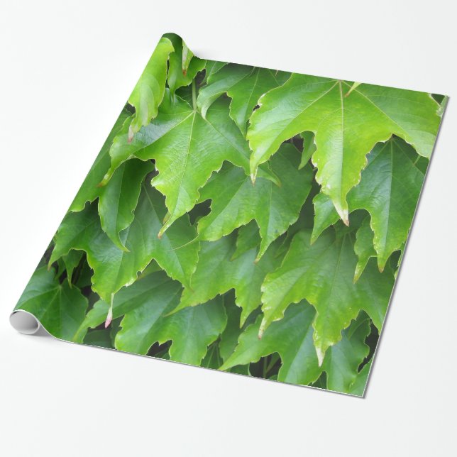 Papier Cadeau Feuille vert brillant de lierre (Déroulé)