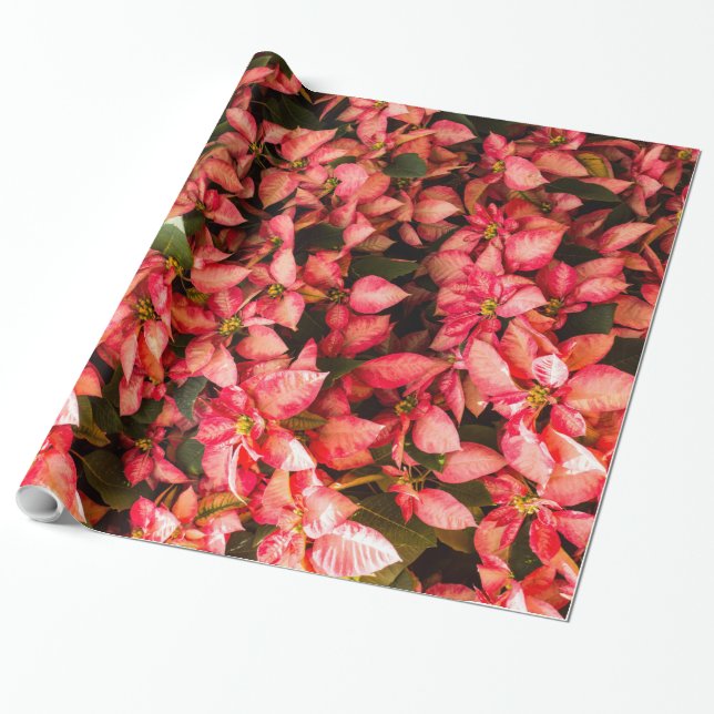 Papier Cadeau Fleur de Noël Poinsettia (Déroulé)