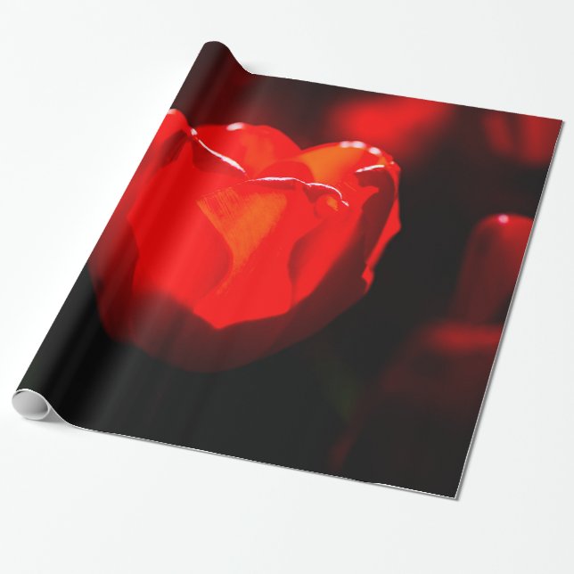 Papier Cadeau Fleur de tulipe rouge - Feu (Déroulé)