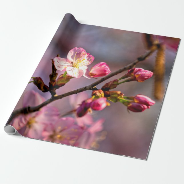 Papier Cadeau Fleurs Et Boules De Sakura Éclairé Par Un Jour Cla (Déroulé)