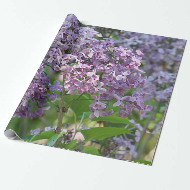 Papier Cadeau Fleurs lilas (Déroulé)
