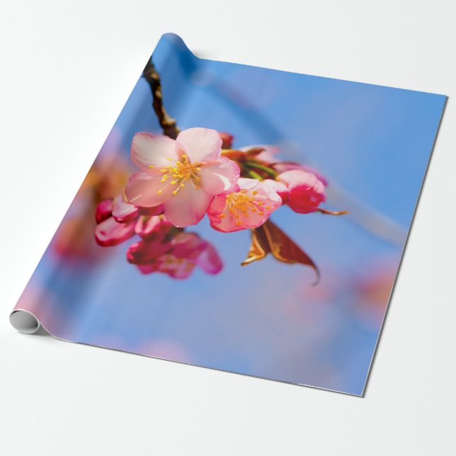 Papier Cadeau Fleurs Sakura, Boules Et Ciel Bleu (Déroulé)