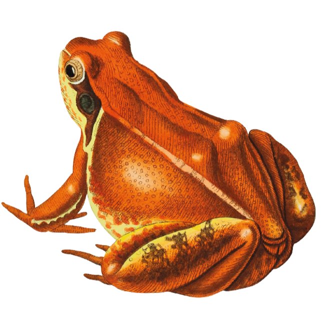 Papier Cadeau Grenouille orange (Créateur téléchargé)