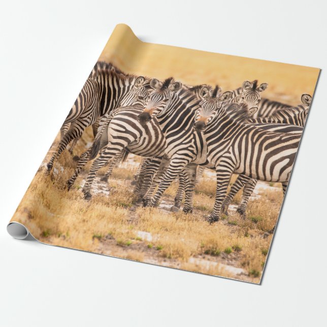 PAPIER CADEAU HERBE DE ZEBRAS (Déroulé)
