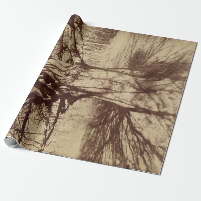Papier Cadeau Hêtre (par Eugène Atget) (Déroulé)