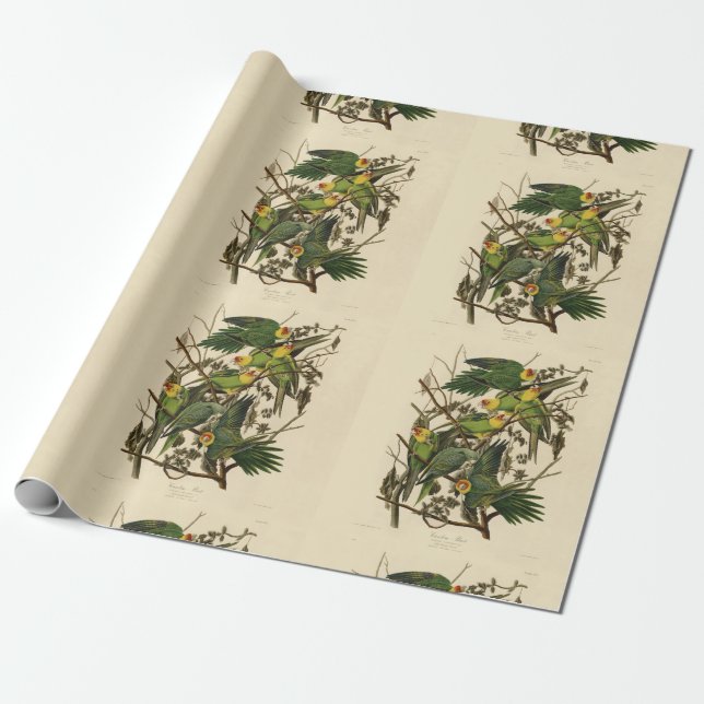 Papier Cadeau Illustration Audubon Carolina Parrot Bird (Déroulé)