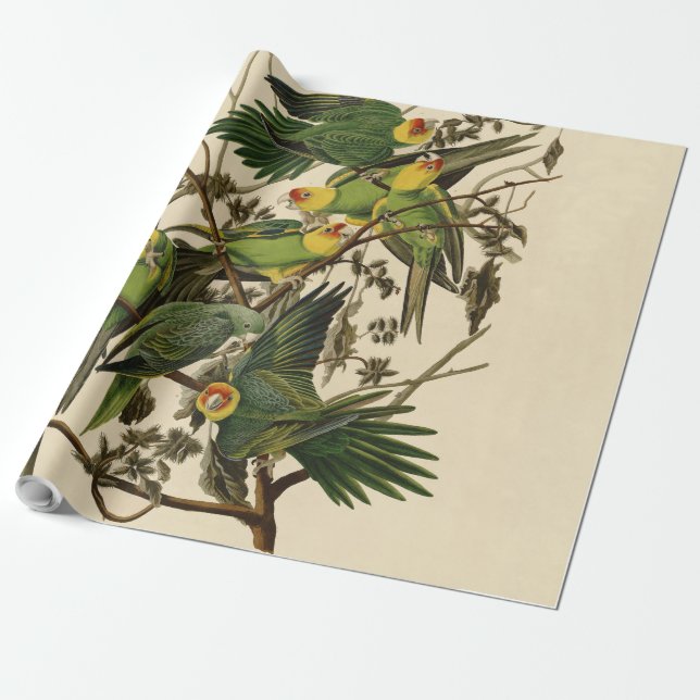 Papier Cadeau Illustration Audubon Carolina Parrot Bird (Déroulé)