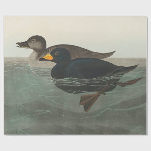 Papier Cadeau Impression de Macreuse noire d'Audubon : Canard cô