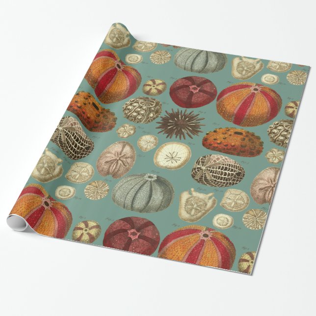 Papier Cadeau Intestina et molluscums Linnaei (Déroulé)