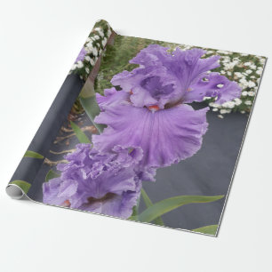 Papier Cadeau Iris violet iris fleurs Lavender Lilac Learé