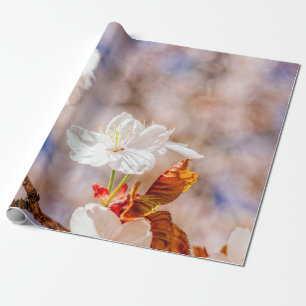 Papier Cadeau Jolie Fleur Sakura Par Un Jour Ensoleillé