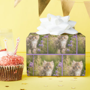 Papier Cadeau Kitten Dans Le Champ Fleur sauvage