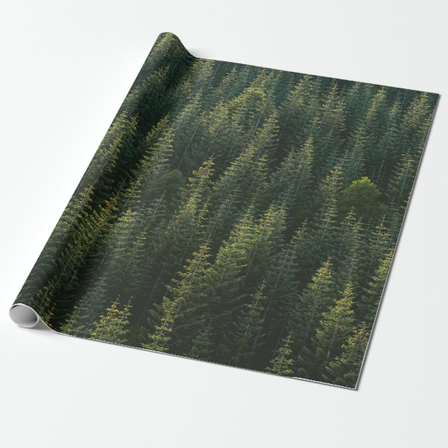 Papier Cadeau La forêt (Déroulé)