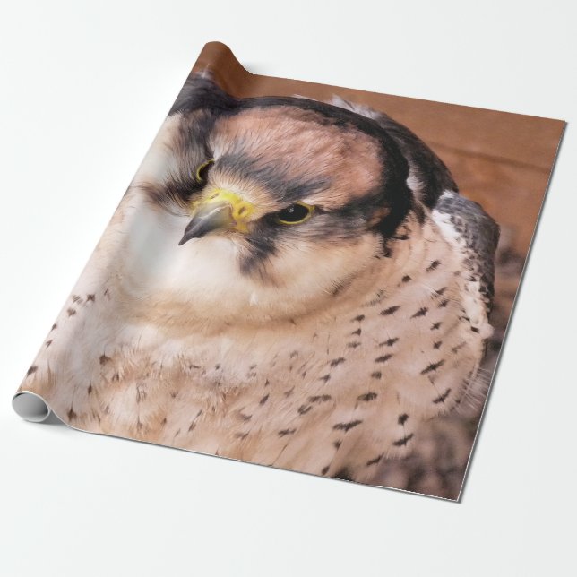 PAPIER CADEAU LANNER FALCON (Déroulé)