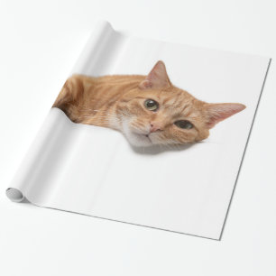 Papier Cadeau Le Chat Orangé s'allonge