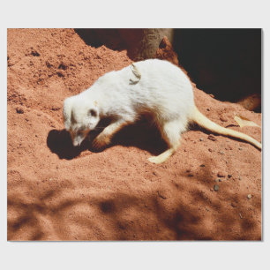 Papier Cadeau Le chercheur de la nature : suricate blanc creusan