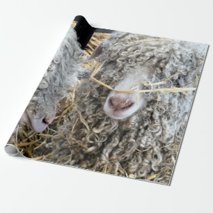 PAPIER CADEAU LES CHÈTES FRAÎCHES