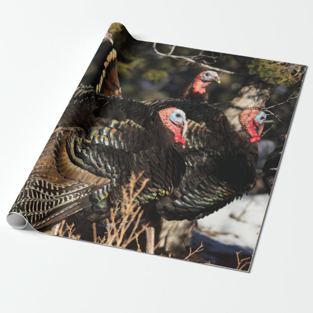 Papier Cadeau Les dindes sauvages Thanksgiving (Déroulé)