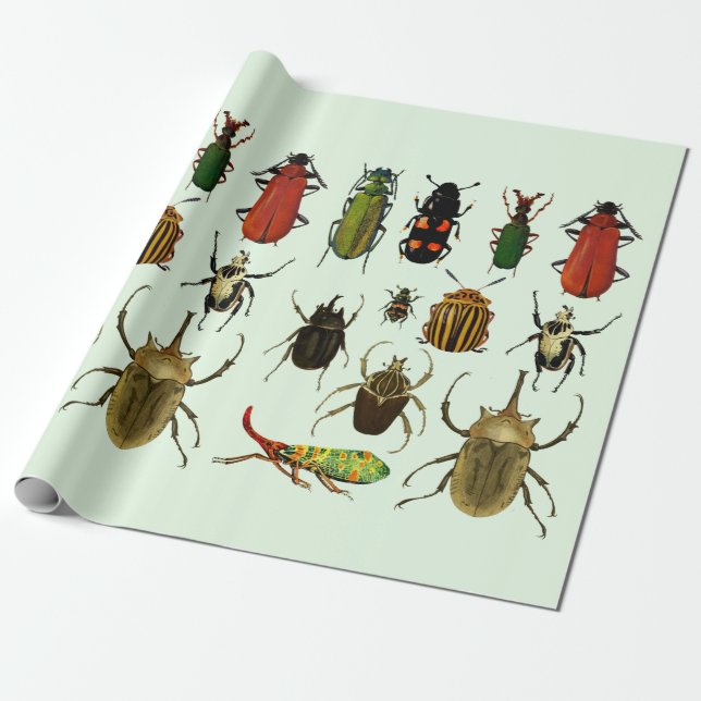 Papier Cadeau Les insectes Les coléoptères La faune de l'Entomol (Déroulé)