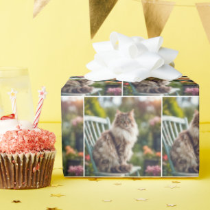Papier Cadeau Maine Coon Chat Sur Chaise