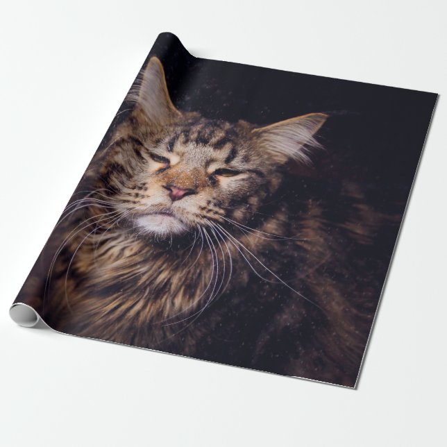 Papier Cadeau maine coon on a black background younganimal,cat,c (Déroulé)